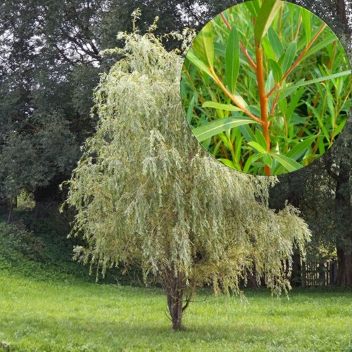 Salix alba 'Vitellina' - Hõberemmelgas 'Vitellina' C10/10L